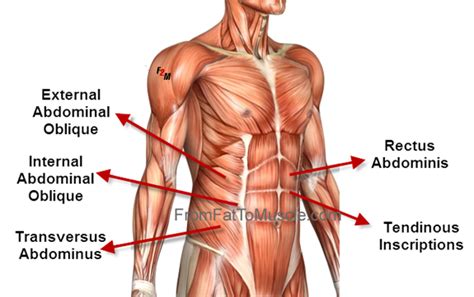 oblique abdominals function : Biological Science Picture Directory ...