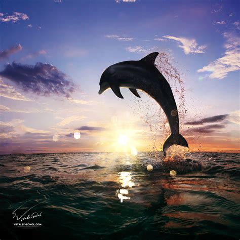 Beautiful-sunset-dolphin-jumping-130814 by Vitaly-Sokol on DeviantArt