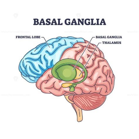 Basal ganglia or nuclei location and human brain structure outline ...