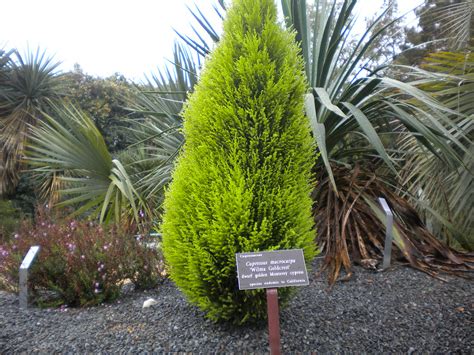 Cupressus Macrocarpa | Cupressus Macrocarpa "Wilma Goldcrest… | Flickr