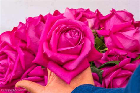 Roses of Ecuador | A Traveling Gardener