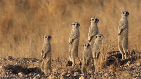 Meerkat | Characteristics, Habitat, Diet, Behavior, & Facts | Britannica