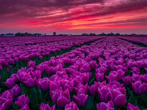 Tulip fields of Holland, Netherlands