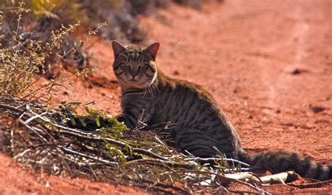 Invasive predators are eating the world’s animals to extinction ...