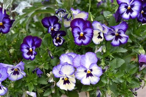 Pansies: Why the Arboretum Looks Beautiful Even During the Deepest Cold ...