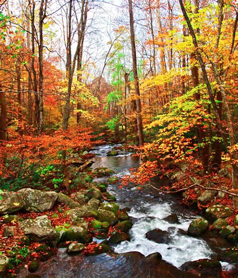 Fall Colors in Virginia Blue Ridge by Shenandoah Nat. Park