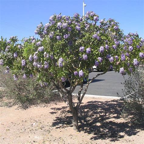 Sophora Secundiflora (Mescal Bean Tree, Texas Mountain Laurel ...