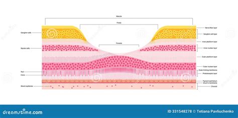 Macula fovea and foveola stock illustration. Illustration of ganglion ...