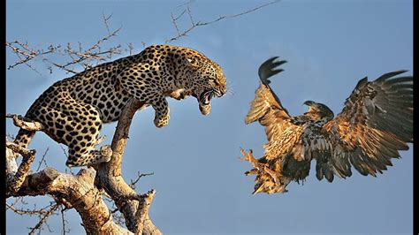 unbelievable Leopard Hunting Bird In Tree. - YouTube