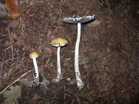 Questionable Stropharia (Common Fungi of Bouverie Preserve of ACR ...