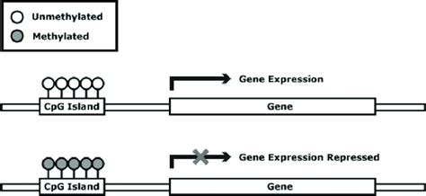 Hypermethylation or methylated CpG Islands shuts down gene expression ...