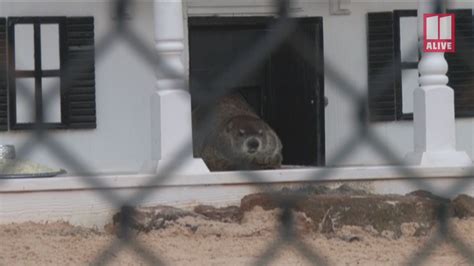 Groundhog Day in Georgia | General Beauregard Lee's shadow | 11alive.com