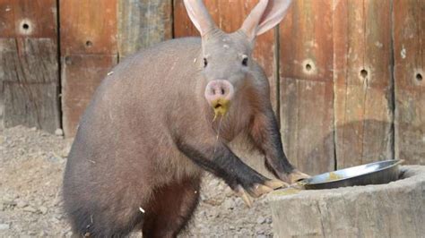 10 Things You Didn't Know About African Aardvarks | AFKTravel