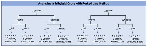 Trihybrid Cross Punnett Square