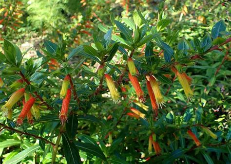 Cuphea Plant Care: 9 Mexican Heather Growth Hacks