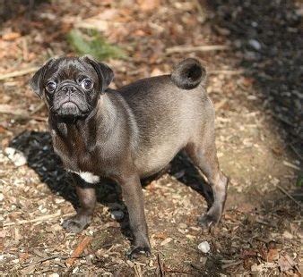 Cute Silver Pug Puppy | Pug puppies, Pug love, Boston terrier pug