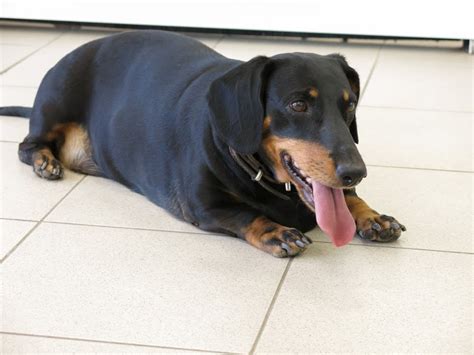 How Long Does an Overweight Dachshund Live?