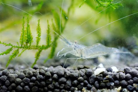 Top 5 Dwarf Shrimp for Your Next Freshwater Aquarium | LaptrinhX / News