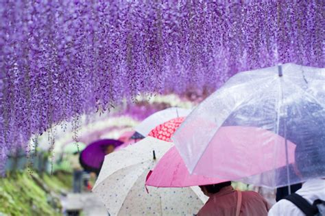 Wisteria Tunnel - The Blissful Gardeners