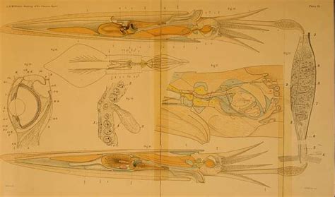 The anatomy of the common squid, Loligo pealii, Lesueur BHL11827385 ...