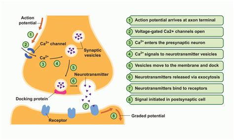 Electrical Synapse Purpose at Craig Holley blog