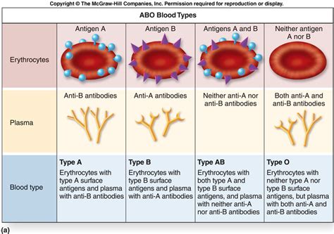 Saysinith Cambodia Blog!: Blood Types