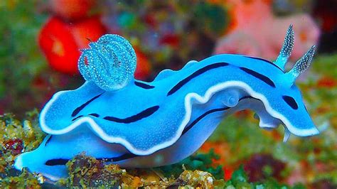 19 INCREDIBLY Colorful Sea Creatures - YouTube | Beautiful sea ...