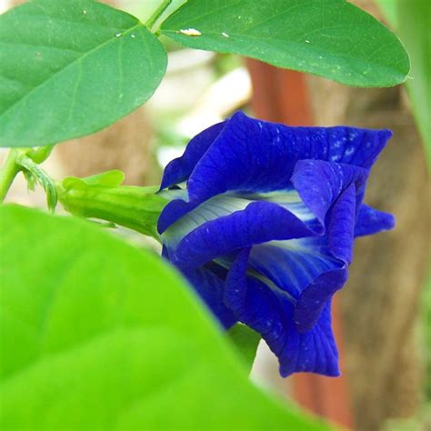 Blue Butterfly Pea Vine 5 Seeds Clitoria Double Blue | Etsy