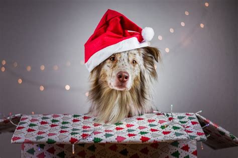 8 of the Cutest Dog Christmas Photo Ideas to Try