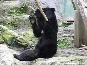 Bear Playing GIF - Find & Share on GIPHY