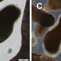 Inverted microscope images of sporocysts incubated with hemocytes used ...