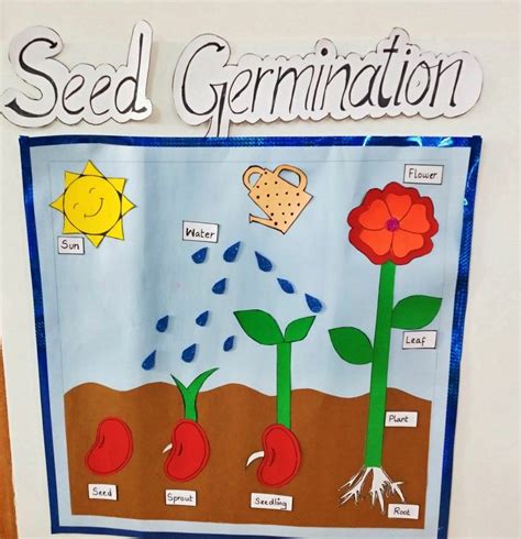 Seed Germination Science Project