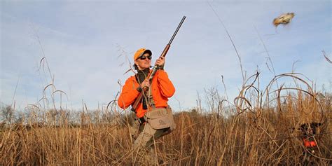 Quail Hunting in Bowie, Texas - Texas Quail Hunting