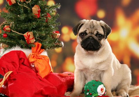 Pug Puppies Wallpapers - Wallpaper Cave