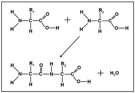 Getting to Know Your Amino Acids: Alanine