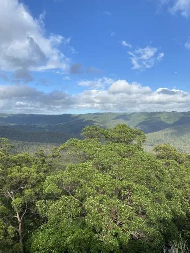 10 Best Hikes and Trails in Springbrook National Park | AllTrails