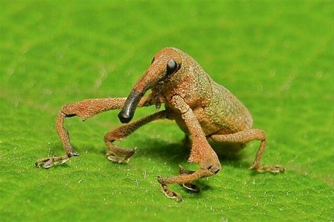 Weevil - funny looking bug! | Beautiful bugs, Weird animals, Cool bugs