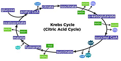 Krebs Citric Acid Cycle With Atp