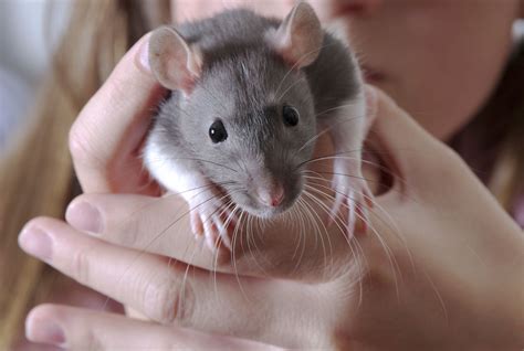 Rats used their whiskers to follow the wind and find food in an ...