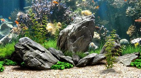 Fish Tank Background | Fish tank, Amazing aquariums, Aquarium backgrounds