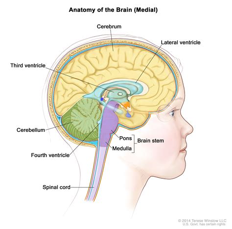 Qarc whole ventricle - pikolresponse