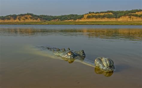 Gharials: River Reptile with the Super Snout | RoundGlass | Sustain