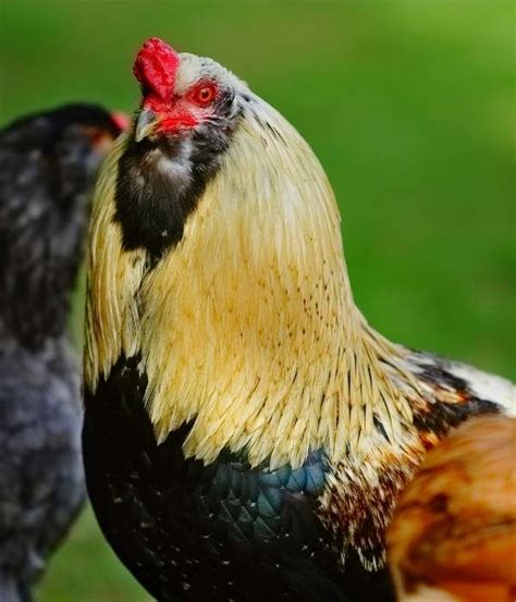 Araucana Chicken Breed Guide: Lifespan, Color, Eggs, Care, Pictures