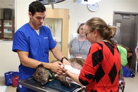 Veterinary technician conference draws record number of participants ...