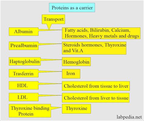 Serum Proteins, Body Total Proteins - Labpedia.net