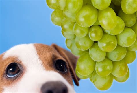 How Grapes and Raisins can kill your dog! - HubPages