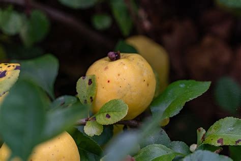 Quince Harvest Fruit - Free photo on Pixabay - Pixabay