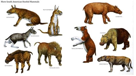 South American hoofed mammels,during the Miocene and Paleocene periods ...