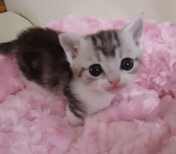 P cat kitten GIF - Find on GIFER