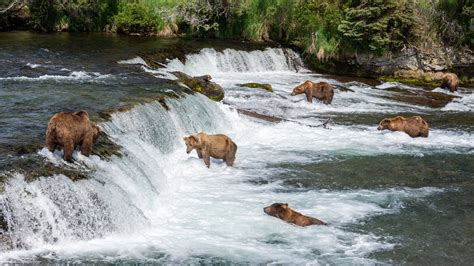 Bear Watching in Alaska 2025 - Rove.me